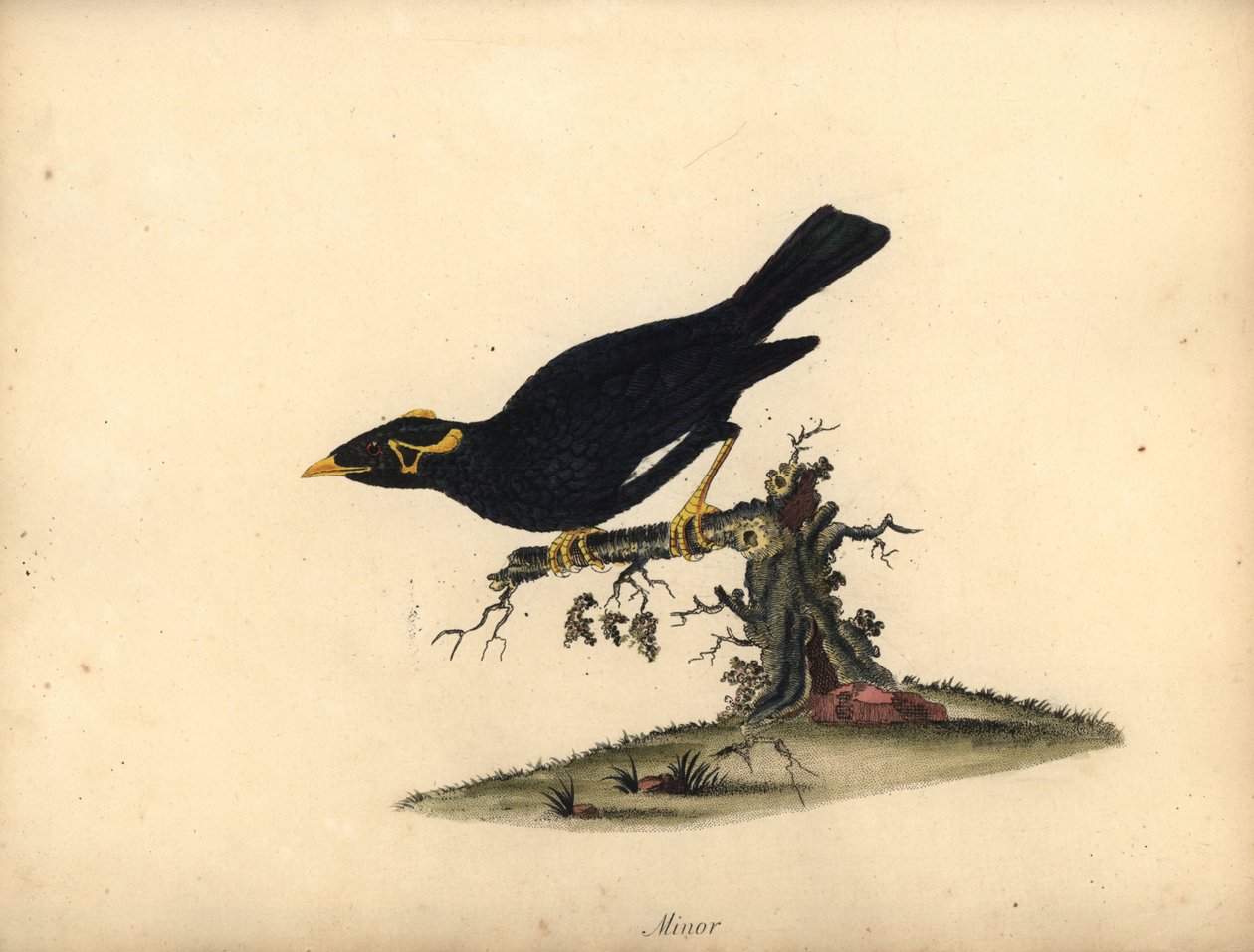 Myna obecná, Gracula religiosa. (Minor grakle) Ručně kolorovaná mědirytina ilustrace Williama Hayese z Portrétů vzácných a zvědavých ptáků ze zvěřince Osterly Park (Londýn: Bulmer od William Hayes