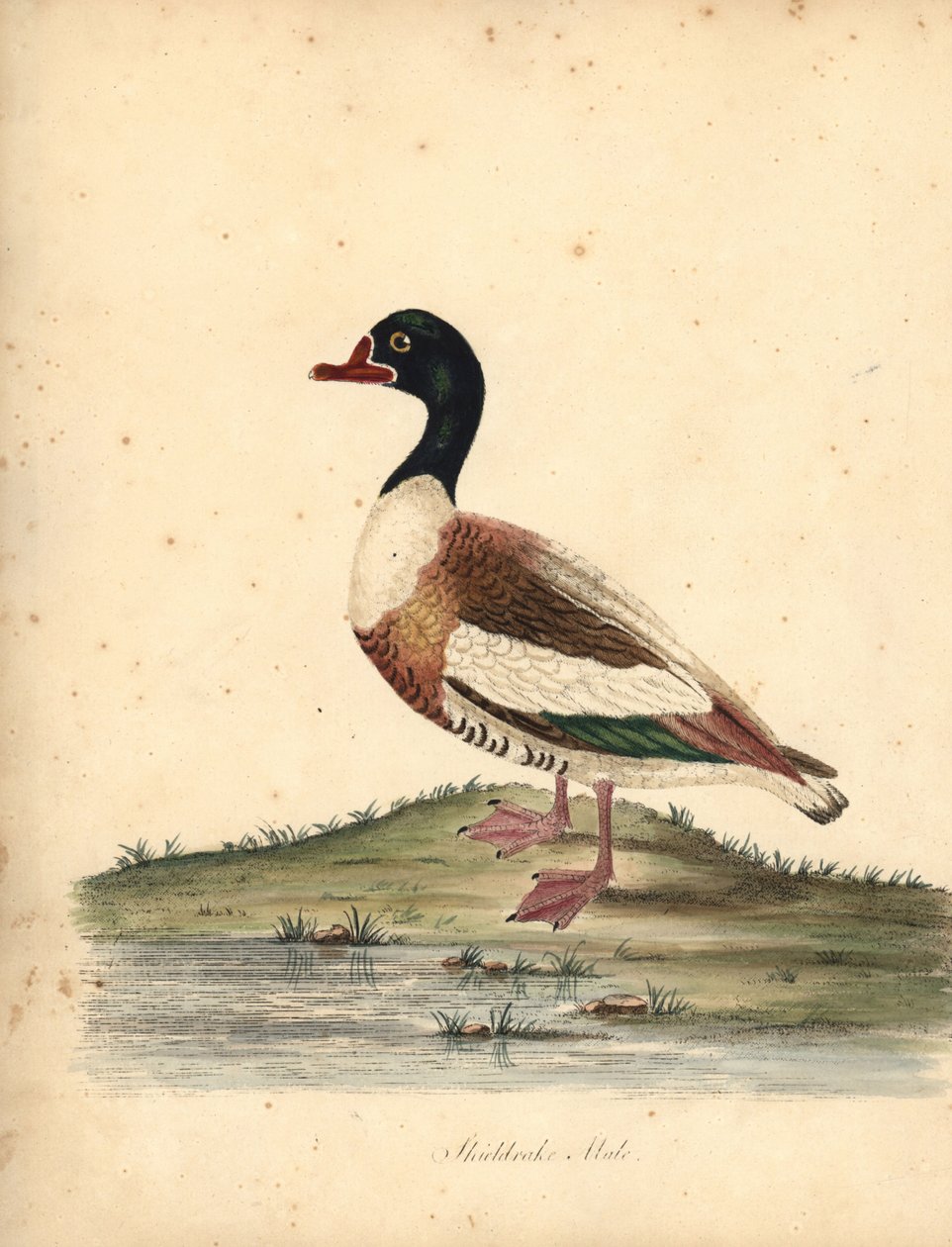 Shelduck obecný, Tadorna tadorna. (Shieldrake, Anas tadorna.) Ručně kolorovaná mědirytina ilustrace od Williama Hayese z Portréty vzácných a zvědavých ptáků ze zvěřince v Osterly Parku (Londýn: Bulmer od William Hayes
