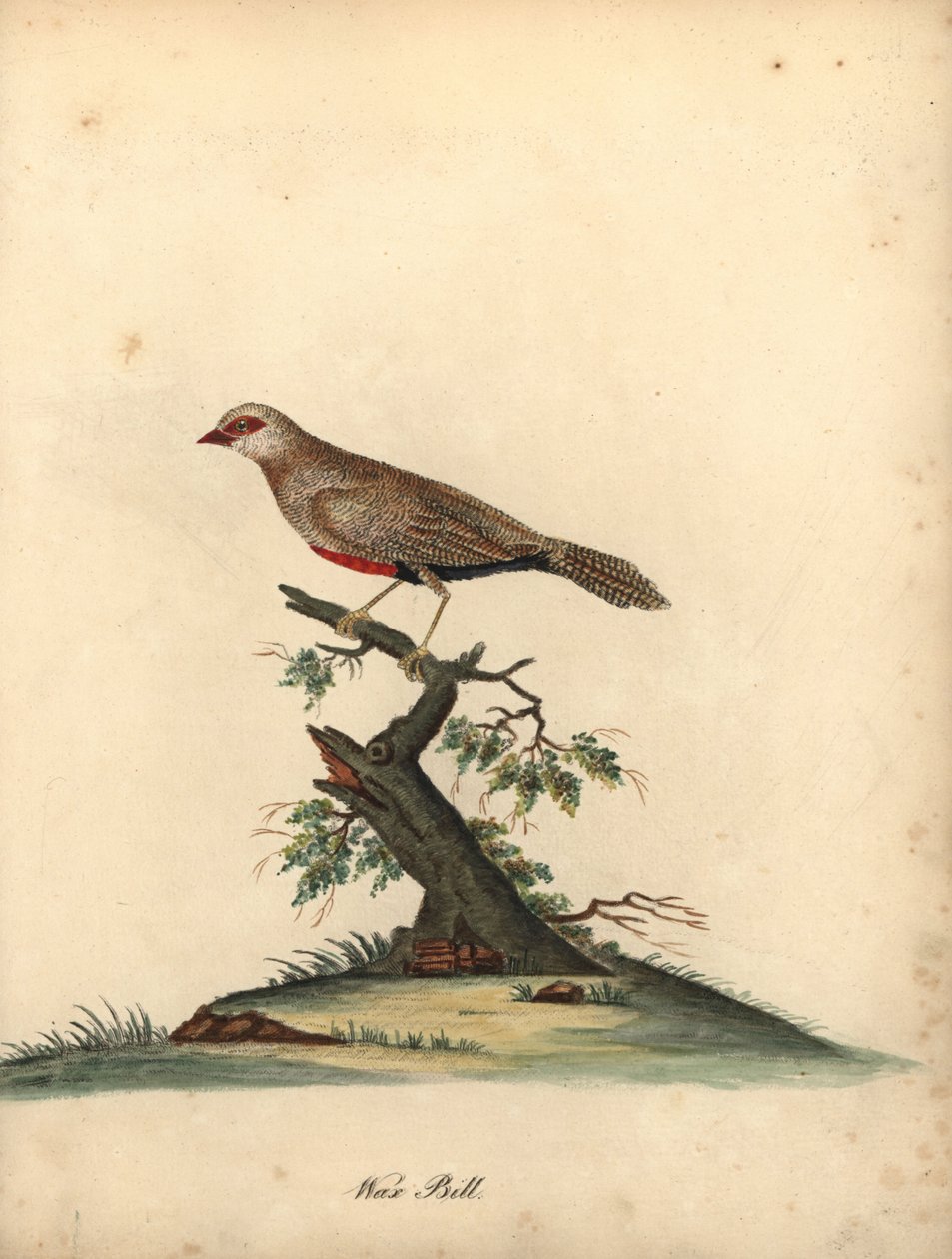 Voskovka obecná, Estrilda astrild. (Loxia astreld) Ručně kolorovaná mědirytina ilustrace Williama Hayese z Portrétů vzácných a zvědavých ptáků ze zvěřince v parku Osterly. od William Hayes
