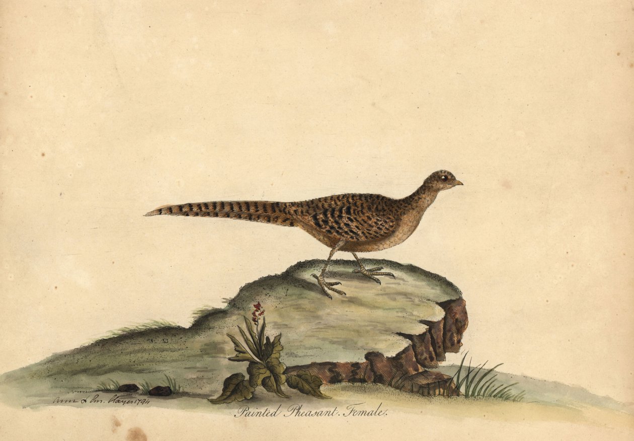 Zlatý nebo čínský bažant, Chrysolophus pictus, samice. (Bažant malovaný, Phasianus pictus) Ručně kolorovaná mědirytina ilustrace Ann a Emily Hayesových z Portrétů vzácných a zvědavých ptáků Williama Hayese ze zvěřince v Osterly od William Hayes