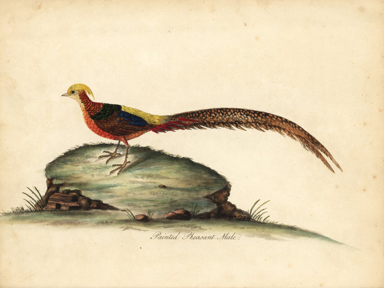 Zlatý nebo čínský bažant, Chrysolophus pictus, samec. (Bažant malovaný, Phasianus pictus) Ručně kolorovaná mědirytina ilustrace Williama Hayese z Portréty vzácných a zvědavých ptáků ze zvěřince Osterly Park, Londýn: Bulmer od William Hayes