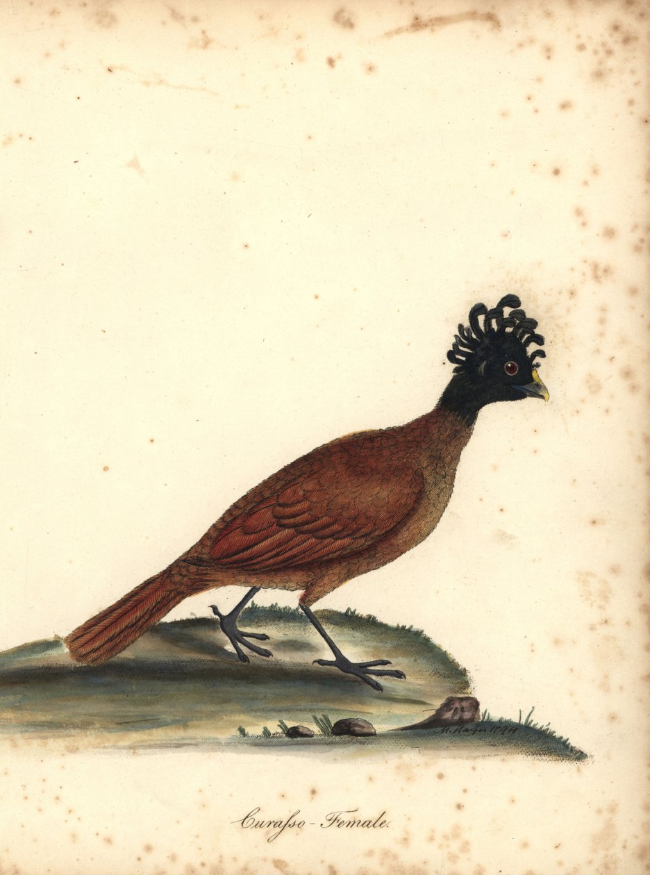 Curassow velký, Crax rubra, fena. (Curasso, Crax rubra) Zranitelný. Ručně kolorovaná mědirytina ilustrace od M (Matildy) Hayesové z Portrétů vzácných a zvědavých ptáků Williama Hayese ze zvěřince Osterly Park, Londýn: Bulmer od William Hayes