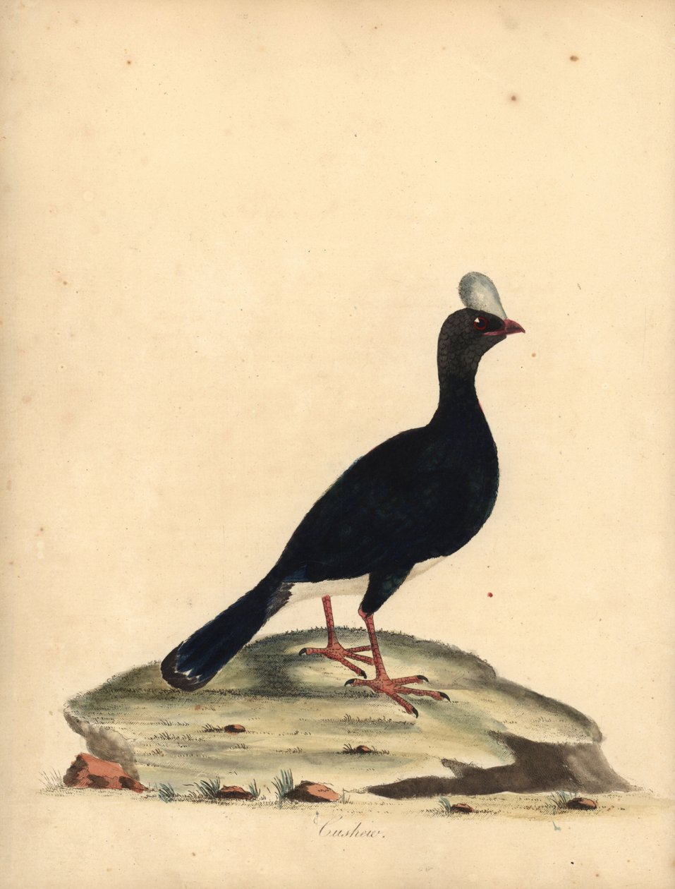 Currasow rohatý, Pauxi unicornis. Ohrožený. (Cushew, Crax pauxi). Ručně kolorovaná mědirytina ilustrace Williama Hayese z Portréty vzácných a zvědavých ptáků ze zvěřince Osterly Park (Londýn: Bulmer od William Hayes