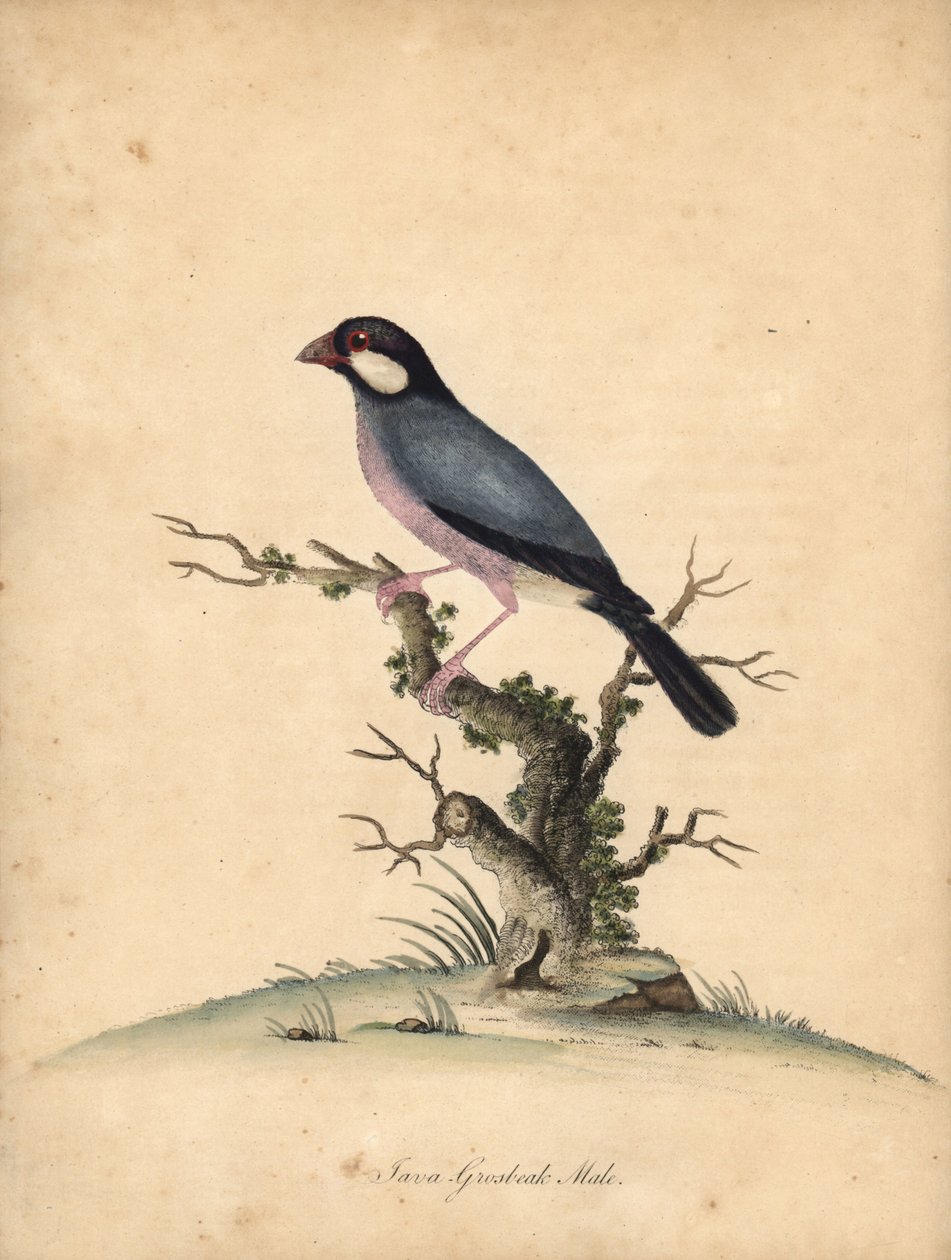 Vrabec jávský, Lonchura oryzivora. Zranitelný. (Java grosbeak, Loxea oryxivora) Ručně kolorovaná mědirytina ilustrace od Williama Hayese z Portréty vzácných a zvědavých ptáků ze zvěřince Osterly Park, Londýn: Bulmer od William Hayes