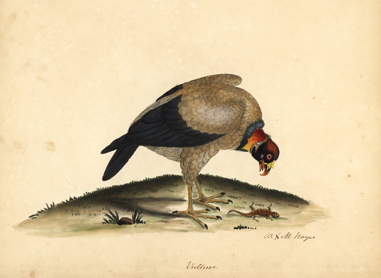 Sup královský, Sarcoramphus papa (Vultur papa). Ručně kolorovaná mědirytina ilustrace Williama Hayese a jeho dcery M (Matildy) z Portrétů vzácných a zvědavých ptáků ze zvěřince v parku Osterly. od William Hayes