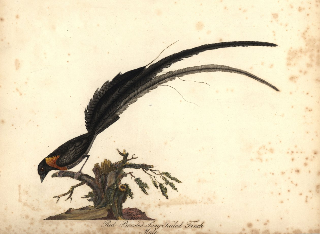 Ráj dlouhoocasý Whydah, Vidua paradisaea, samec. (pěnkava dlouhoocasá, Emberiza paradisaea) Ručně kolorovaná mědirytina ilustrace od Williama Hayese z Portrétů vzácných a zvědavých ptáků ze zvěřince Osterly Park, Lo od William Hayes