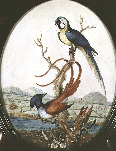 Lyrebird a Jay od William Hayes