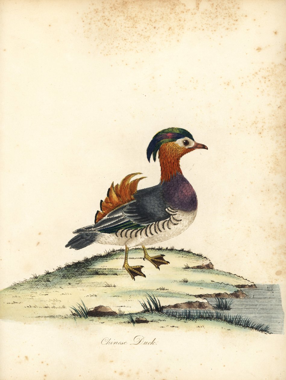 Kachna mandarinská, Aix galericulata. (Kachna čínská, Anas galericulata) Ručně kolorovaná mědirytina ilustrace od Williama Hayese z Portréty vzácných a zvědavých ptáků ze zvěřince Osterly Park, Londýn: Bulmer od William Hayes
