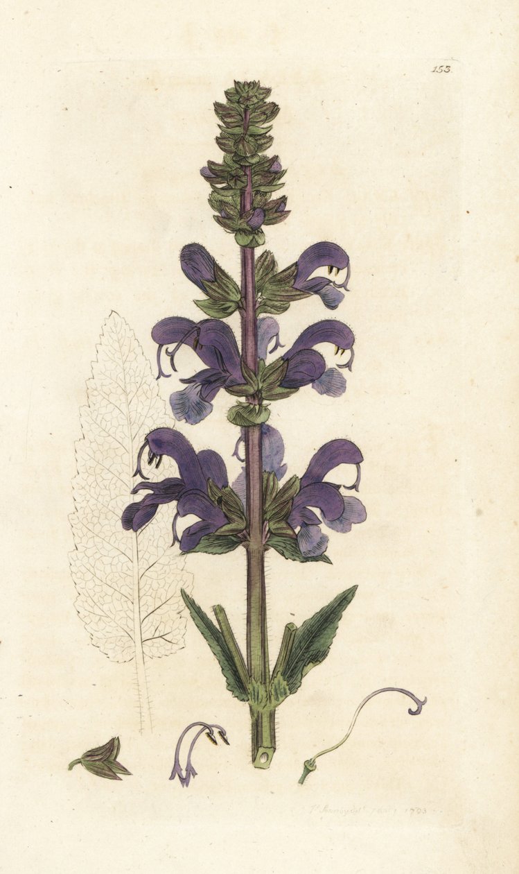 Jaseň luční, Salvia pratensis. Ručně kolorovaná mědirytina od Jamese Sowerbyho z James Smith