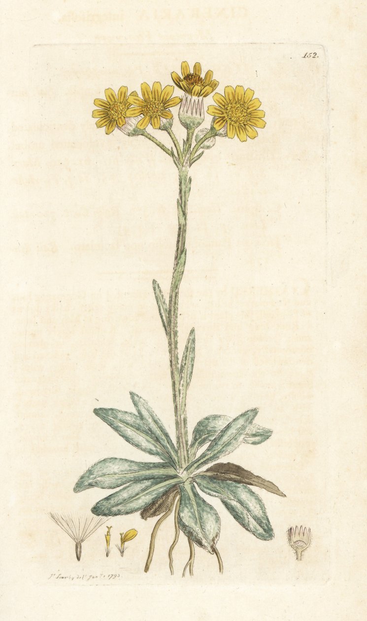 Plyňka horská, Tephroseris integrifolia (Cineraria integrifolia). Ručně kolorovaná mědirytina od Jamese Sowerbyho z James Smith