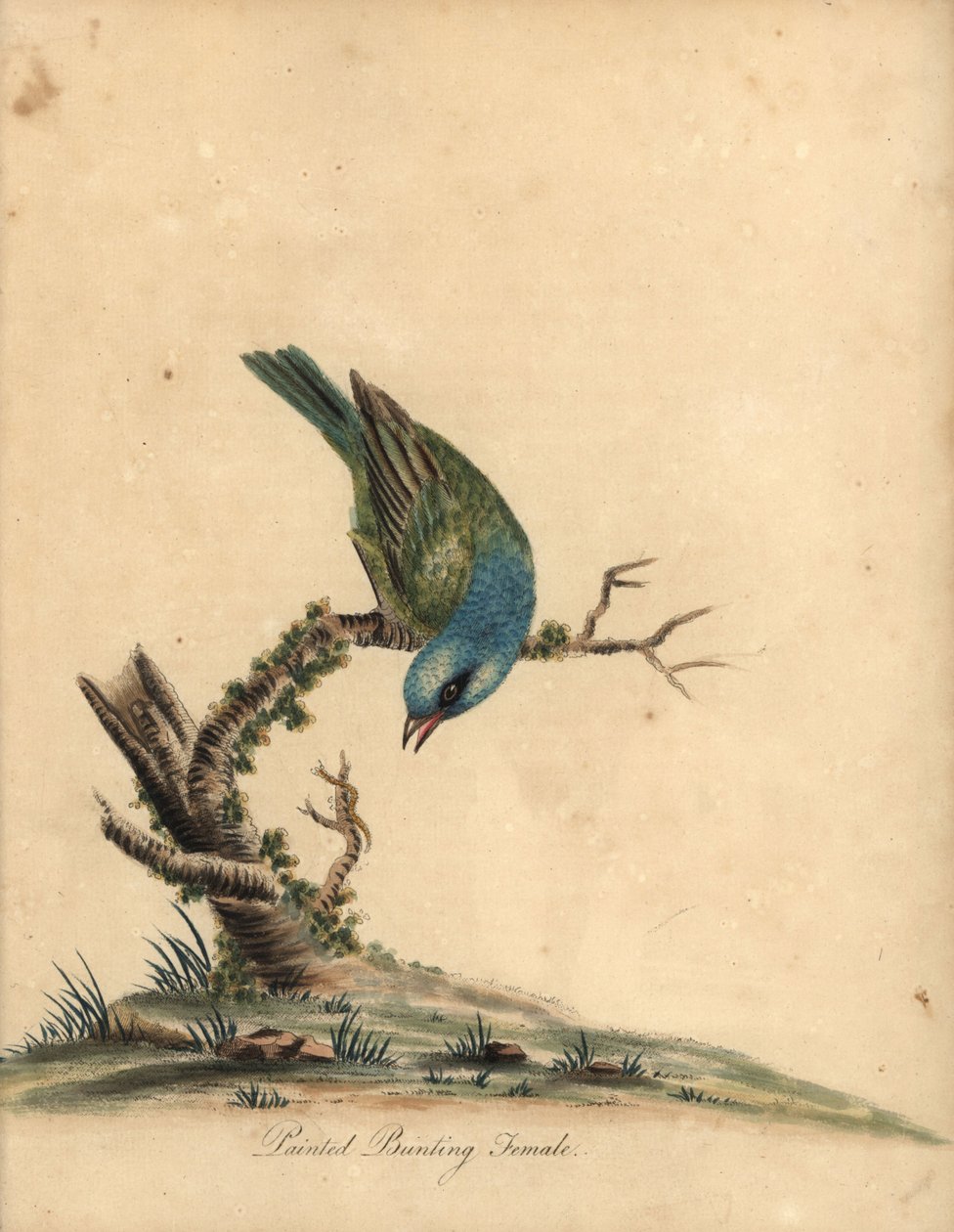 Strnad malovaný, Passerina ciris, samice. Blízko ohrožení. Ručně kolorovaná mědirytina ilustrace Williama Hayese z Portréty vzácných a zvědavých ptáků ze zvěřince Osterly Park (Londýn: Bulmer od William Hayes