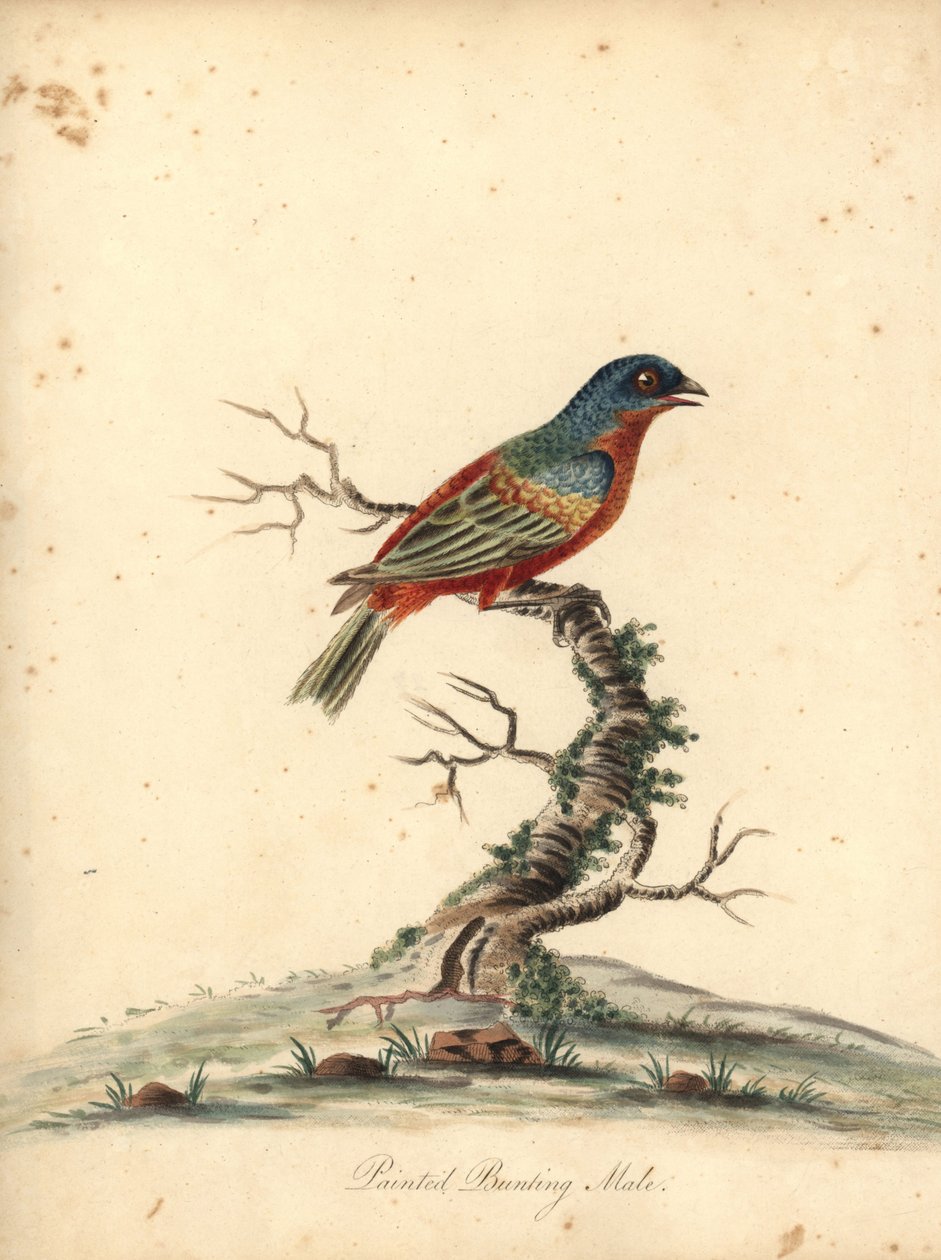 Strnad malovaný, Passerina ciris, samec. Blízko ohrožení. Ručně kolorovaná mědirytina ilustrace Williama Hayese z Portréty vzácných a zvědavých ptáků ze zvěřince Osterly Park (Londýn: Bulmer od William Hayes