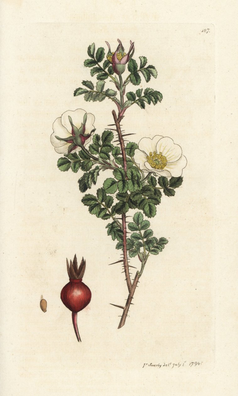 Pálenka růžová, Rosa spinosissima. Ručně kolorovaná mědirytina od Jamese Sowerbyho z James Smith