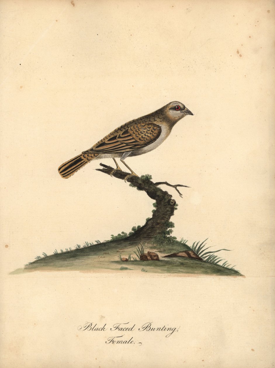 Quelea červenozobá, Quelea quelea, samice. (Strnad černolící, Embereza quelea) Ručně kolorovaná mědirytina ilustrace Williama Hayese z Portrétů vzácných a zvědavých ptáků ze zvěřince Osterly Park (Londýn: Bulmer od William Hayes