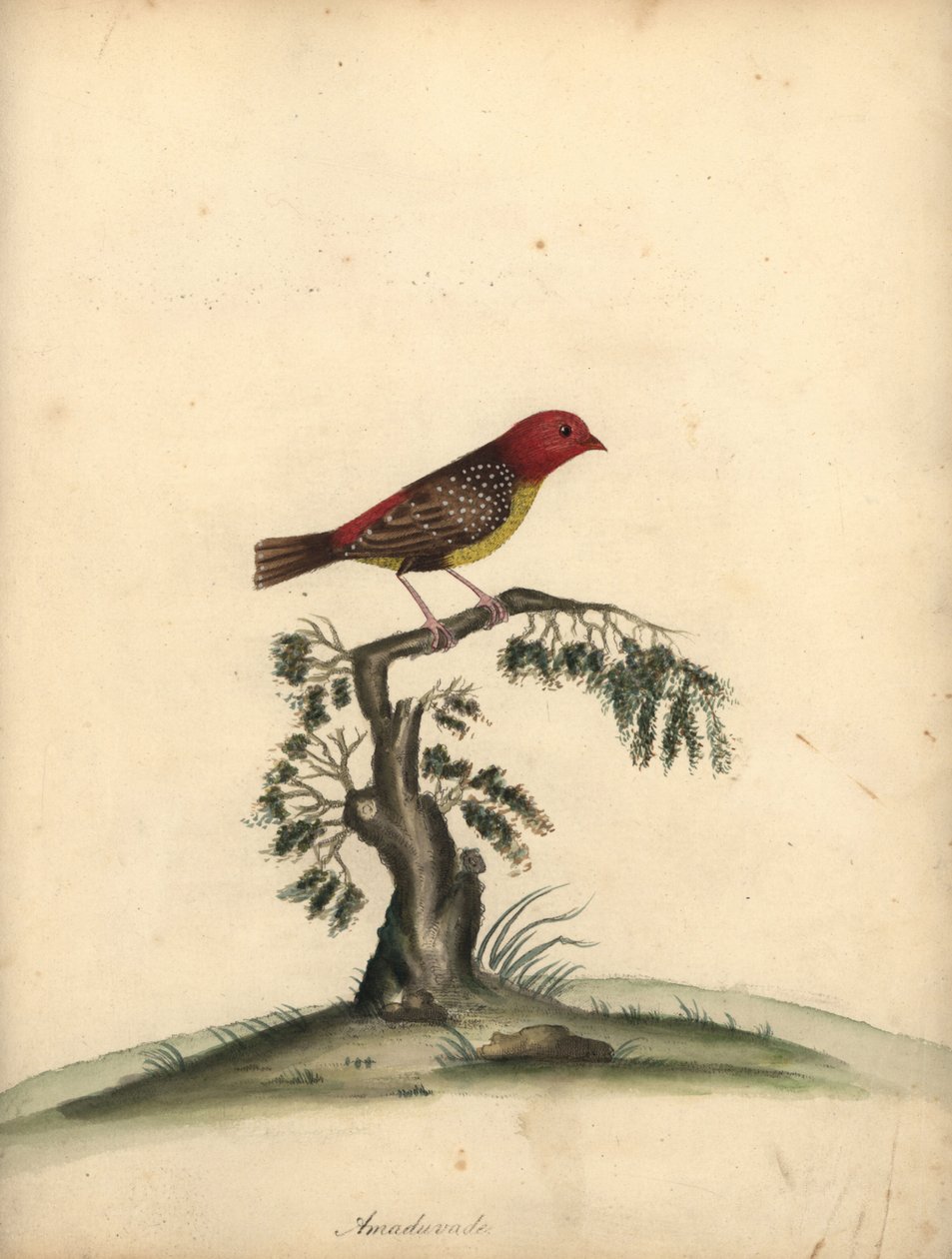 Červený avadavat, Amandava amandava. (Amaduvade, Fringilla amandava) Ručně kolorovaná mědirytina ilustrace Williama Hayese z Portrétů vzácných a zvědavých ptáků ze zvěřince v parku Osterly. od William Hayes