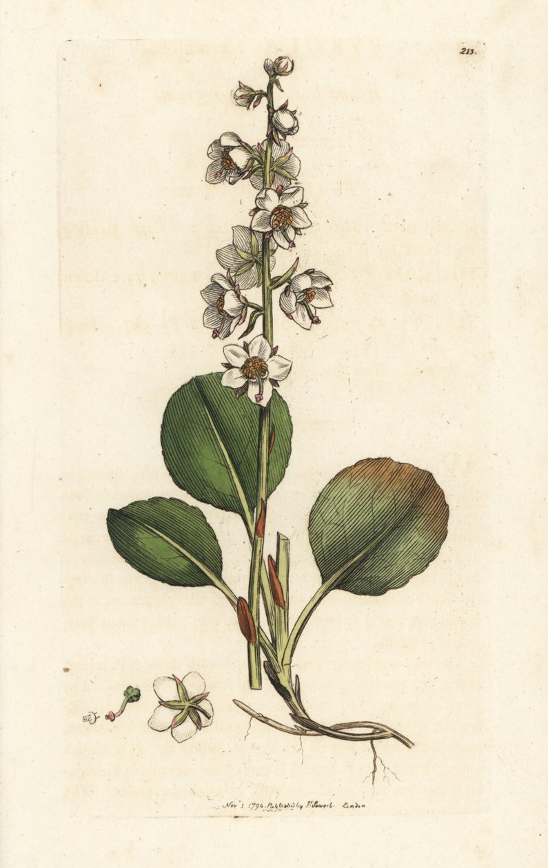 Zimozel okrouhlolistý, Pyrola rotundifolia. Ručně kolorovaná mědirytina od Jamese Sowerbyho z James Smith