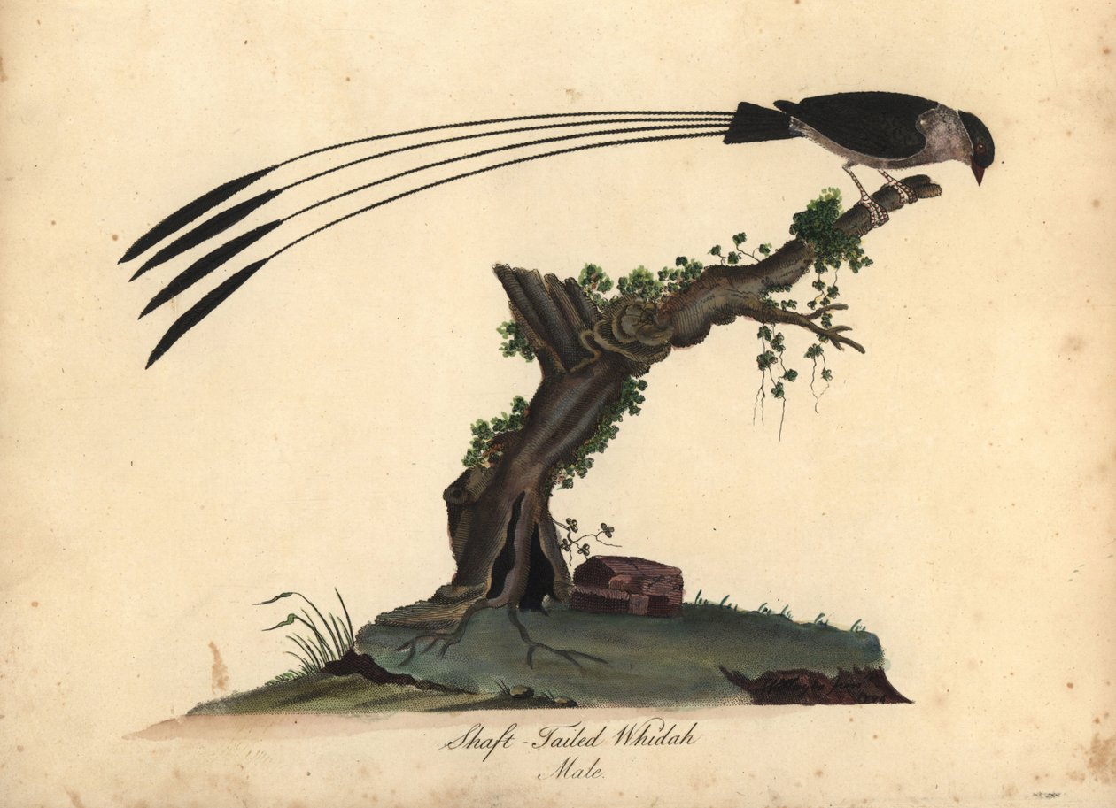 Shaft-tailed Whydah, Vidua regia. (Shaft-tailed whidah, Emberiza regia) Ručně kolorovaná mědirytina ilustrace Williama Hayese a jeho dcery M (Matildy) z Portrétů vzácných a zvědavých ptáků ze zvěřince Osterly Park, Londýn: od William Hayes