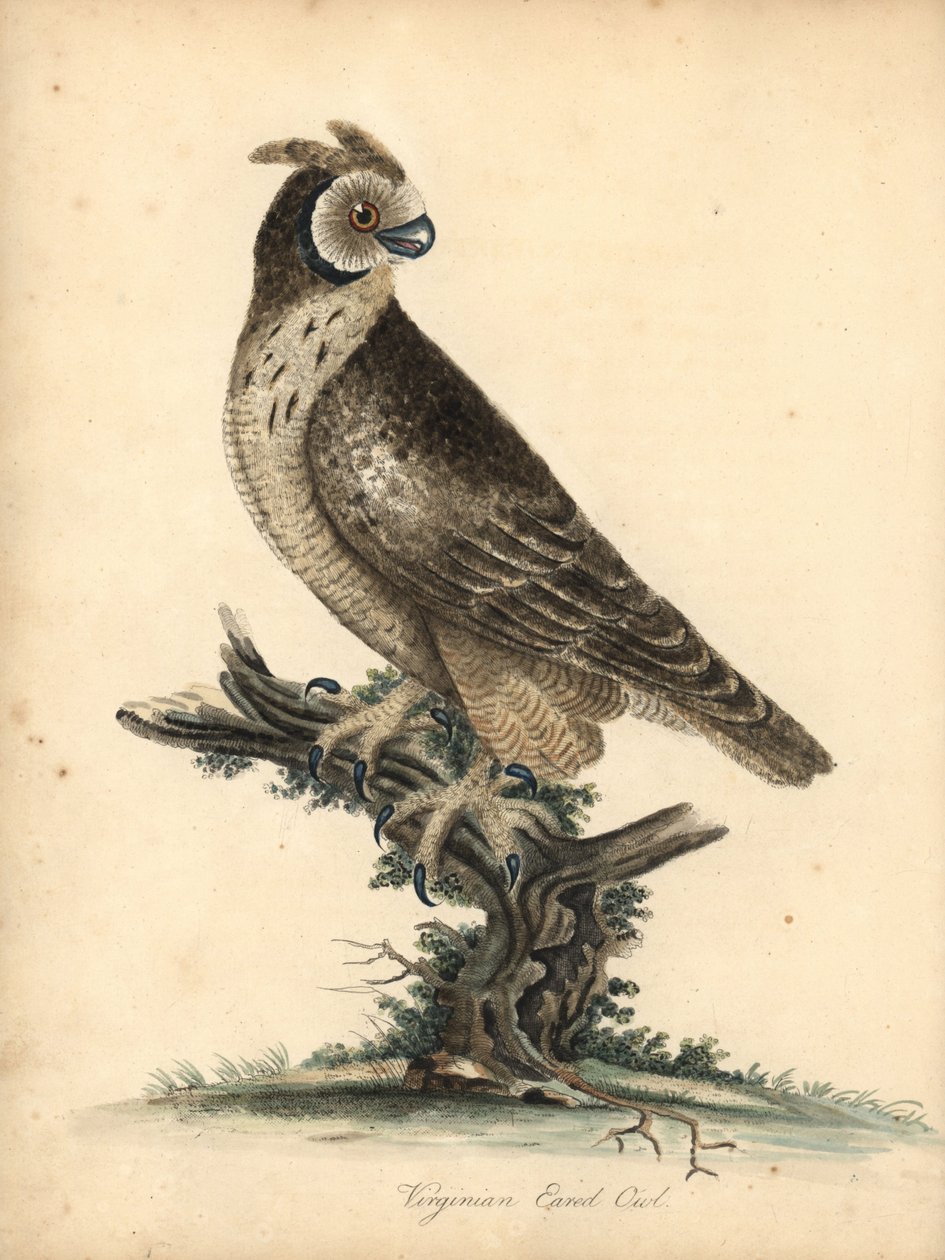 Puštík ušatý, Asio flammeus. (Ušatá sova virginská) Ručně kolorovaná mědirytina ilustrace Williama Hayese a jeho dcery M (Matilda) z Portrétů vzácných a zvědavých ptáků ze zvěřince Osterly Park, Londýn: Bulmer od William Hayes