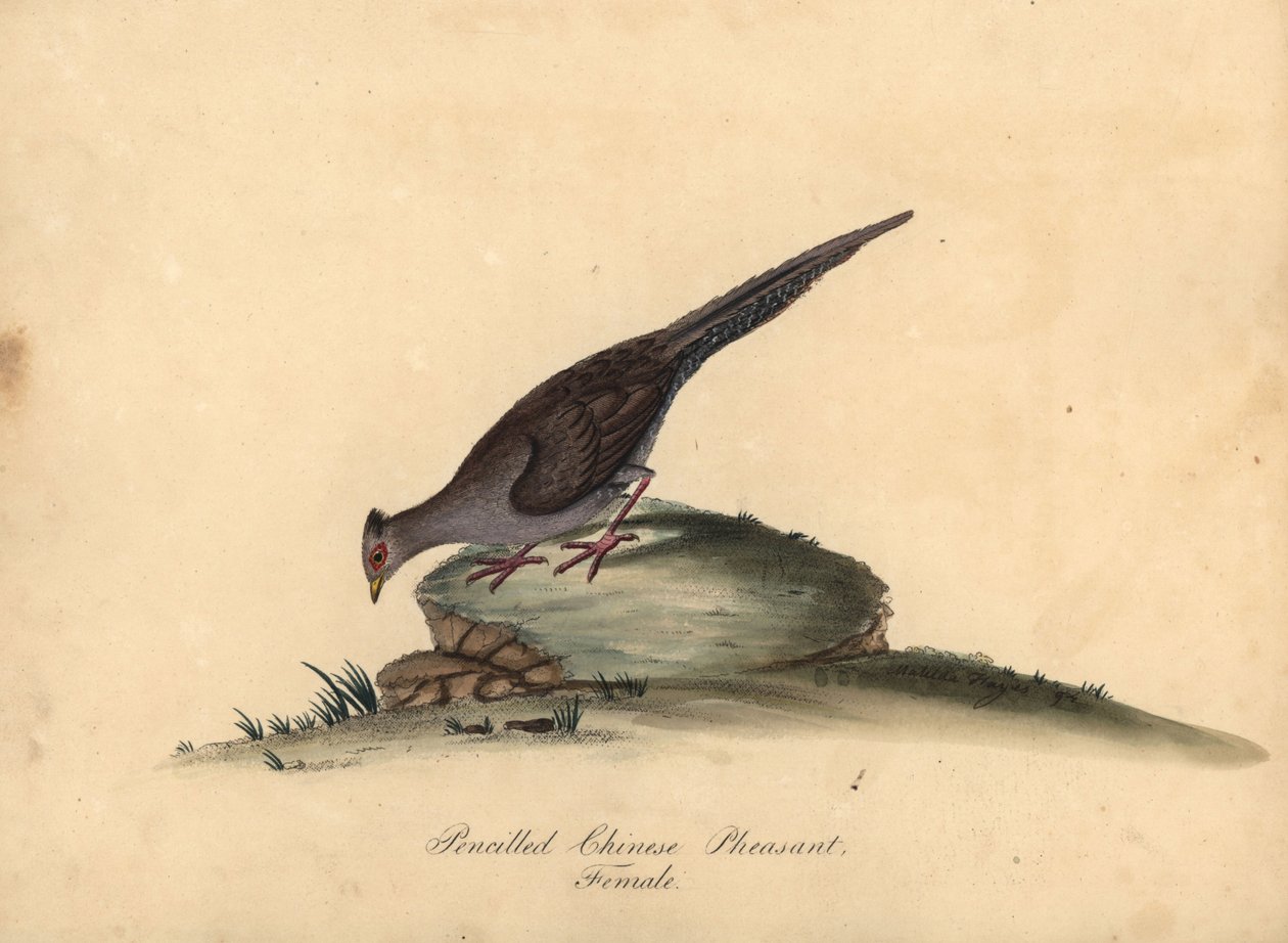 Stříbrný bažant, Lophura nycthemera, samice. (Tužkový bažant čínský, Phasianus nycthemerus) Ručně kolorovaná mědirytina ilustrace Matilda Hayes z Portrétů vzácných a zvědavých ptáků Williama Hayese ze zvěřince v parku Osterly, od William Hayes