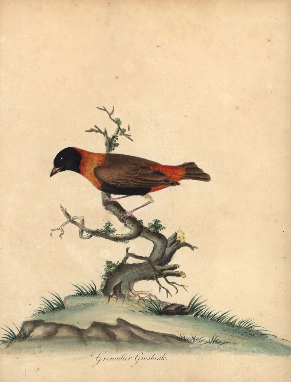 Jižní červený biskup, Euplectes orix. (Grenadier grosbeak, Loxia orix) Ručně kolorovaná mědirytina ilustrace od Williama Hayese z Portréty vzácných a zvědavých ptáků ze zvěřince Osterly Park, Londýn: Bulmer od William Hayes