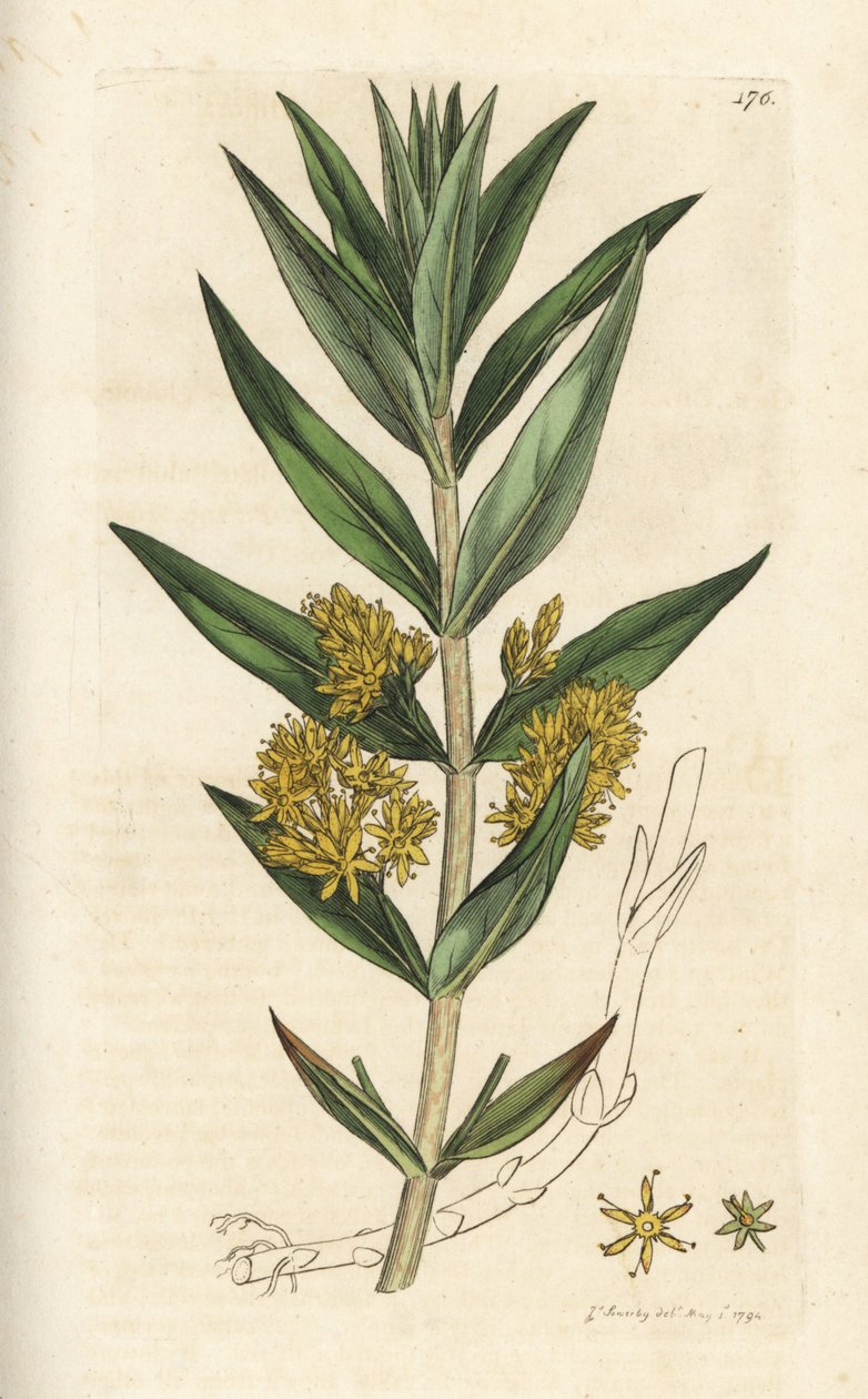 Trsovitá kyčelnice, Lysimachia thyrsiflora. Ručně kolorovaná mědirytina od Jamese Sowerbyho z James Smith
