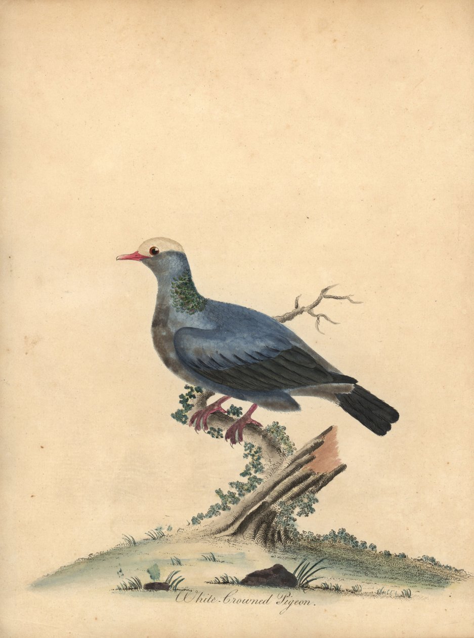 Holub bělokorunový, Patagioenas leucocephala. Blízko ohrožení. (Columba leucocephala) Ručně kolorovaná mědirytina ilustrace Williama Hayese z Portrétů vzácných a zvědavých ptáků ze zvěřince v parku Osterly. od William Hayes
