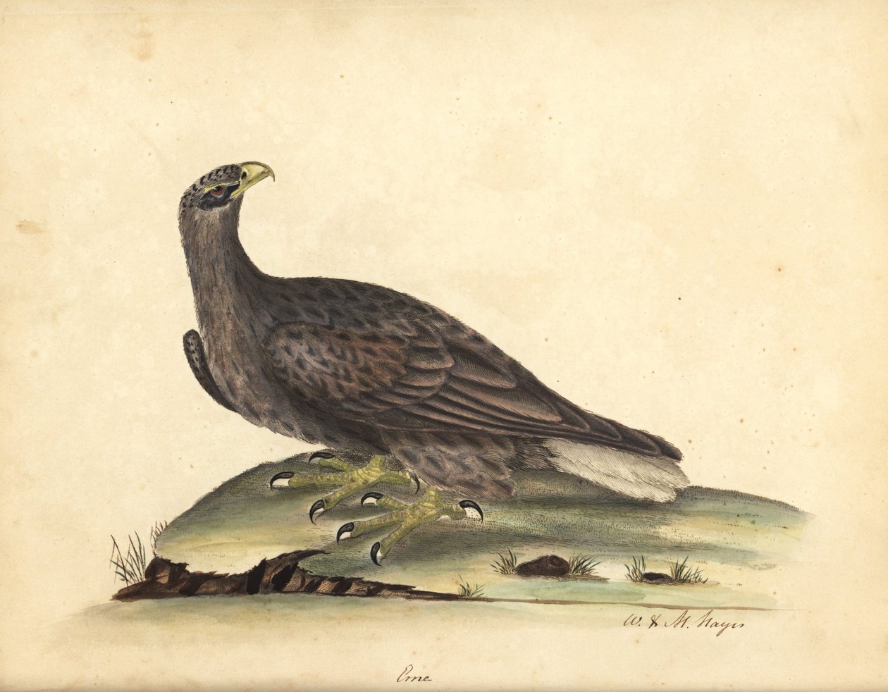 Orel mořský, Haliaeetus albicilla (Erne, Aquila albicilla). Ručně kolorovaná mědirytina ilustrace Williama Hayese a jeho dcery M (Matildy) z Portrétů vzácných a zvědavých ptáků ze zvěřince Osterly Park, Londýn: B od William Hayes