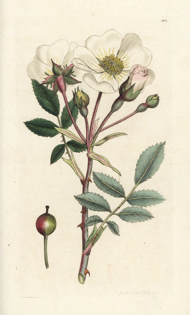 Bílá psí růže, Rosa arvensis. Ručně kolorovaná mědirytina od Jamese Sowerbyho z James Smith