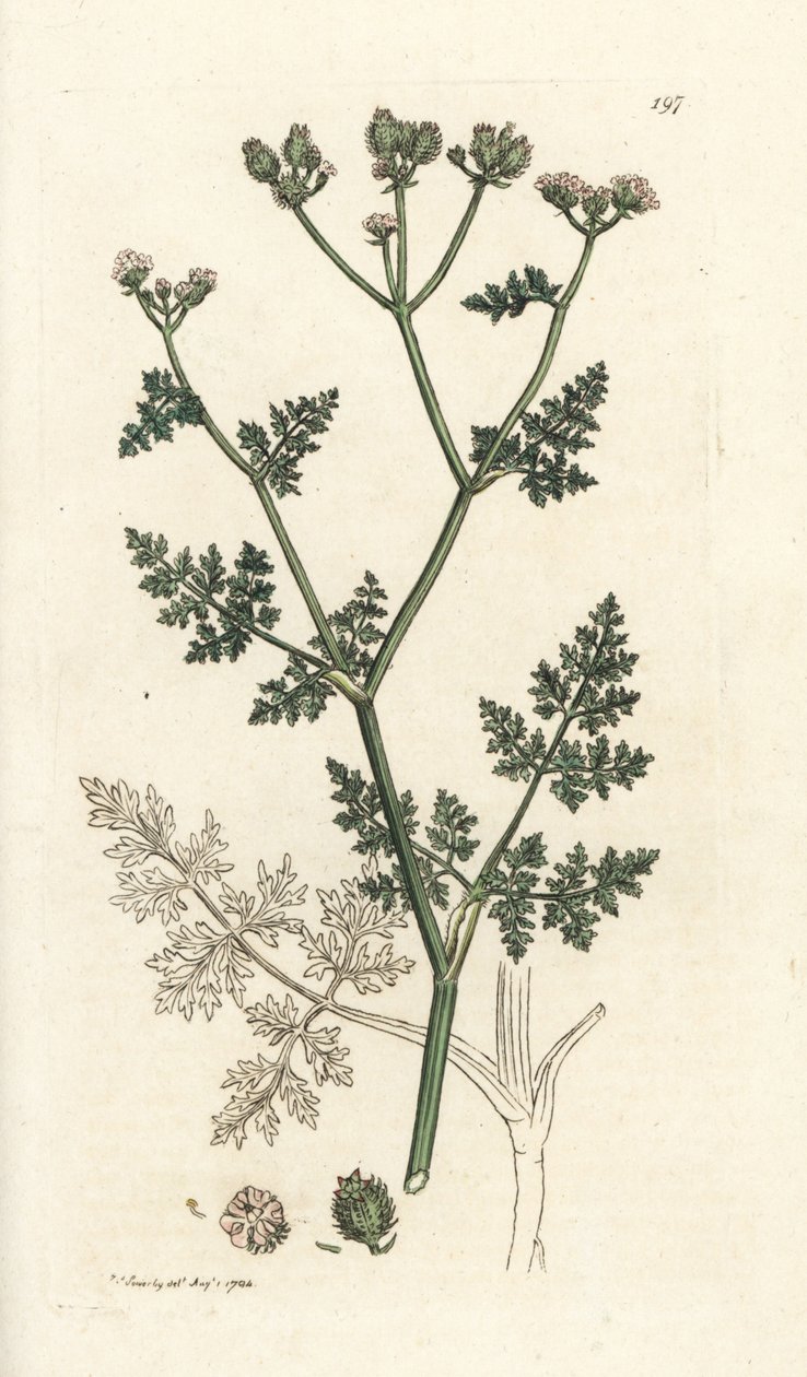 Bílý krajkový květ, Orlaya grandiflora (malý caucalis nebo basard petržel, Caucalis daucoides). Ručně kolorovaná mědirytina od Jamese Sowerbyho z James Smith