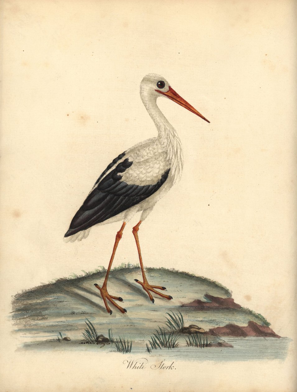 Čáp bílý, Ciconia ciconia. (Ardea ciconia) Ručně kolorovaná mědirytina ilustrace od Williama Hayese a Matildy Hayes z Portréty vzácných a zvědavých ptáků Williama Hayese ze zvěřince Osterly Park, Londýn: Bulmer od William Hayes