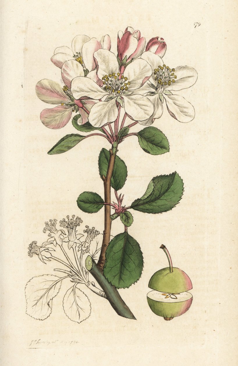 Divoké jablko nebo krab, Malus domestica (Pyrus malus). Ručně kolorovaná mědirytina od Jamese Sowerbyho z James Smith