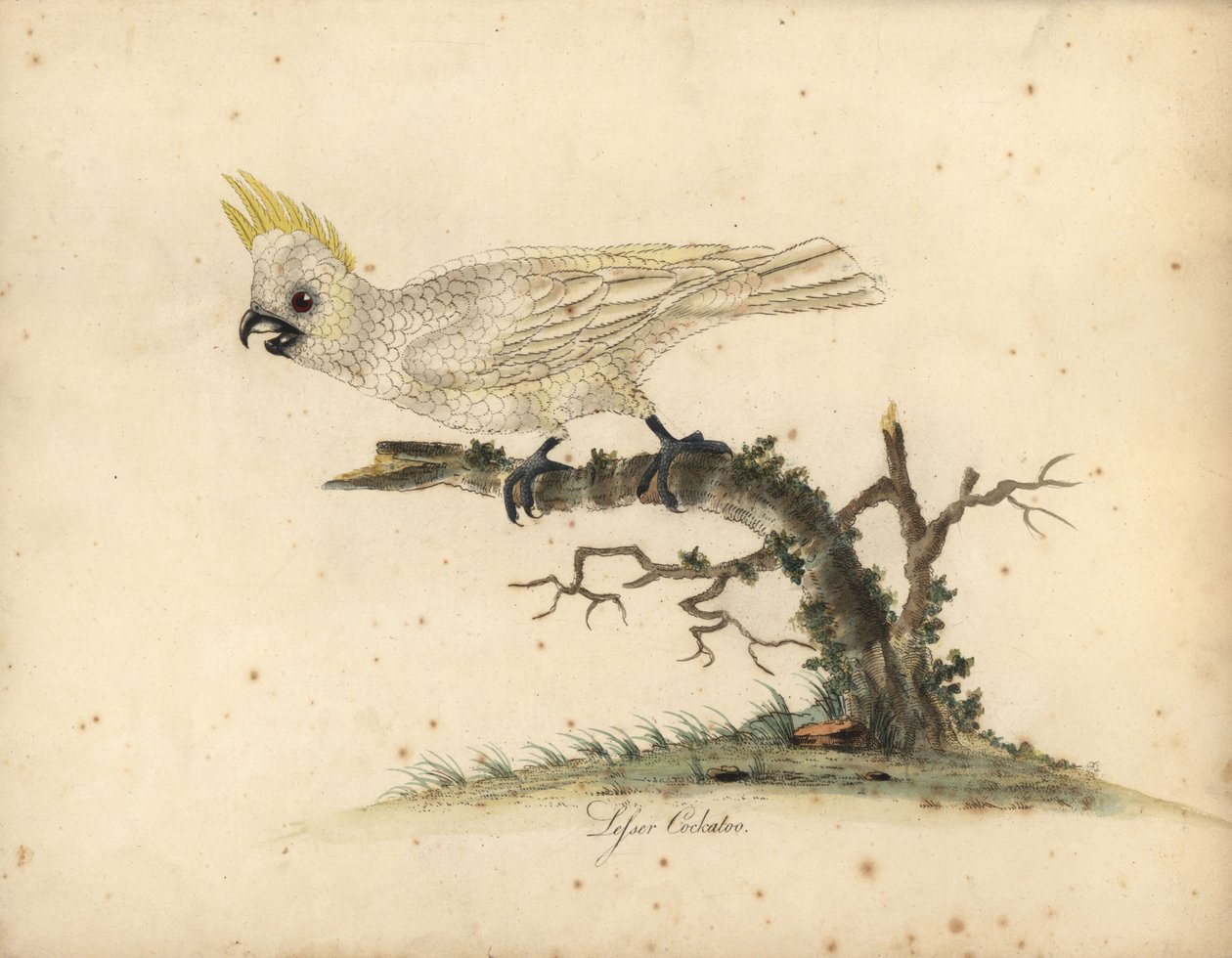 Kakadu žlutolící, Cacatua sulphurea Kriticky ohrožený. (kakadu menší bílý) Ručně kolorovaná mědirytina ilustrace Williama Hayese z Portrétů vzácných a zvědavých ptáků ze zvěřince v Osterly Parku. od William Hayes