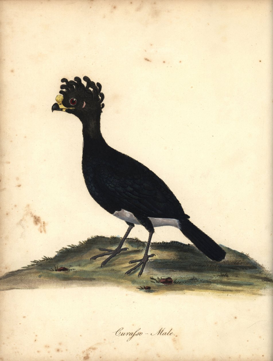 Curassow žlutozobý, Crax daubentoni, samec. (Curasso, Crax globicera) Téměř ohroženo. Ručně kolorovaná mědirytina ilustrace C. Hayese z Portréty vzácných a zvědavých ptáků Williama Hayese ze zvěřince Osterly Park (Londýn: od William Hayes