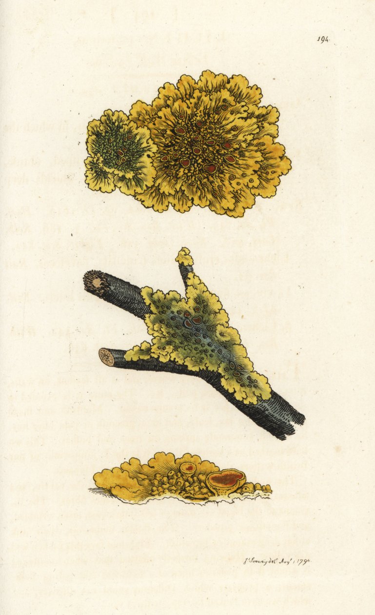 Žlutá stěna lišejník, Lichen parietinus. Ručně kolorovaná mědirytina od Jamese Sowerbyho z James Smith