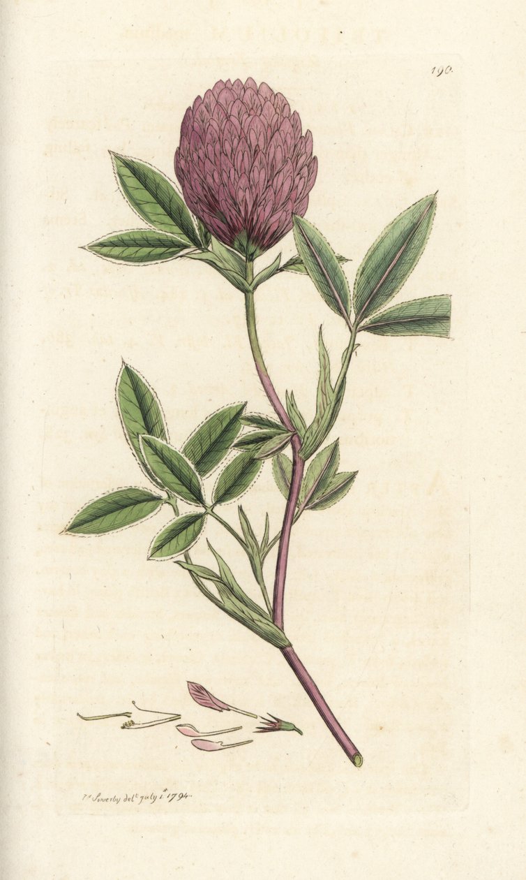 Jetel cikcak nebo trojlístek, Trifolium medium. Ručně kolorovaná mědirytina od Jamese Sowerbyho z James Smith