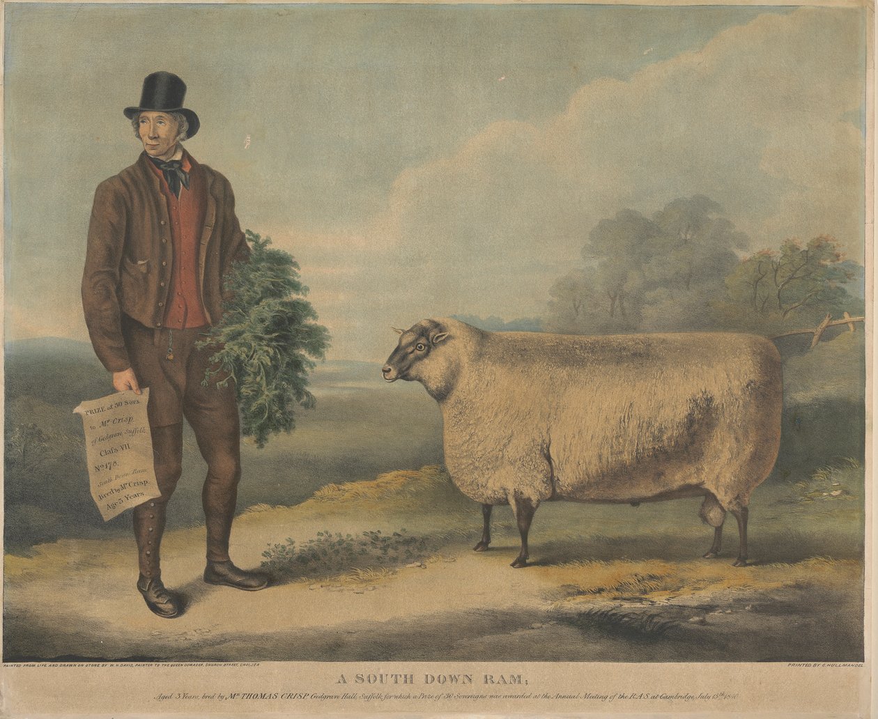 A South Down Ram; Ve věku 3 let, chován panem Thomasem Crispem, Gedgrave Hall, Suffolk, za který byla na výročním zasedání R.A.S. udělena cena 30 Severeignů. v Cambridge, 15. července 1840 od William Henry Davis