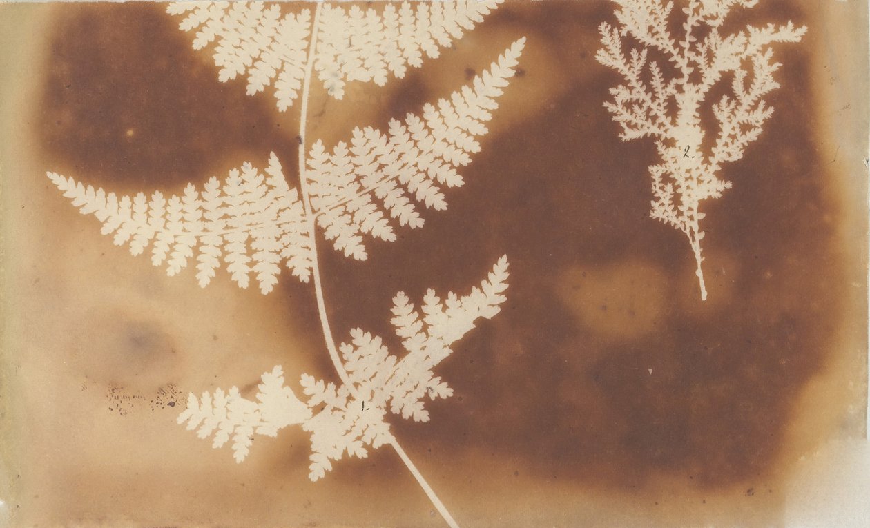 1. Obrna. 2. Řasa, 1839. od William Henry Fox Talbot