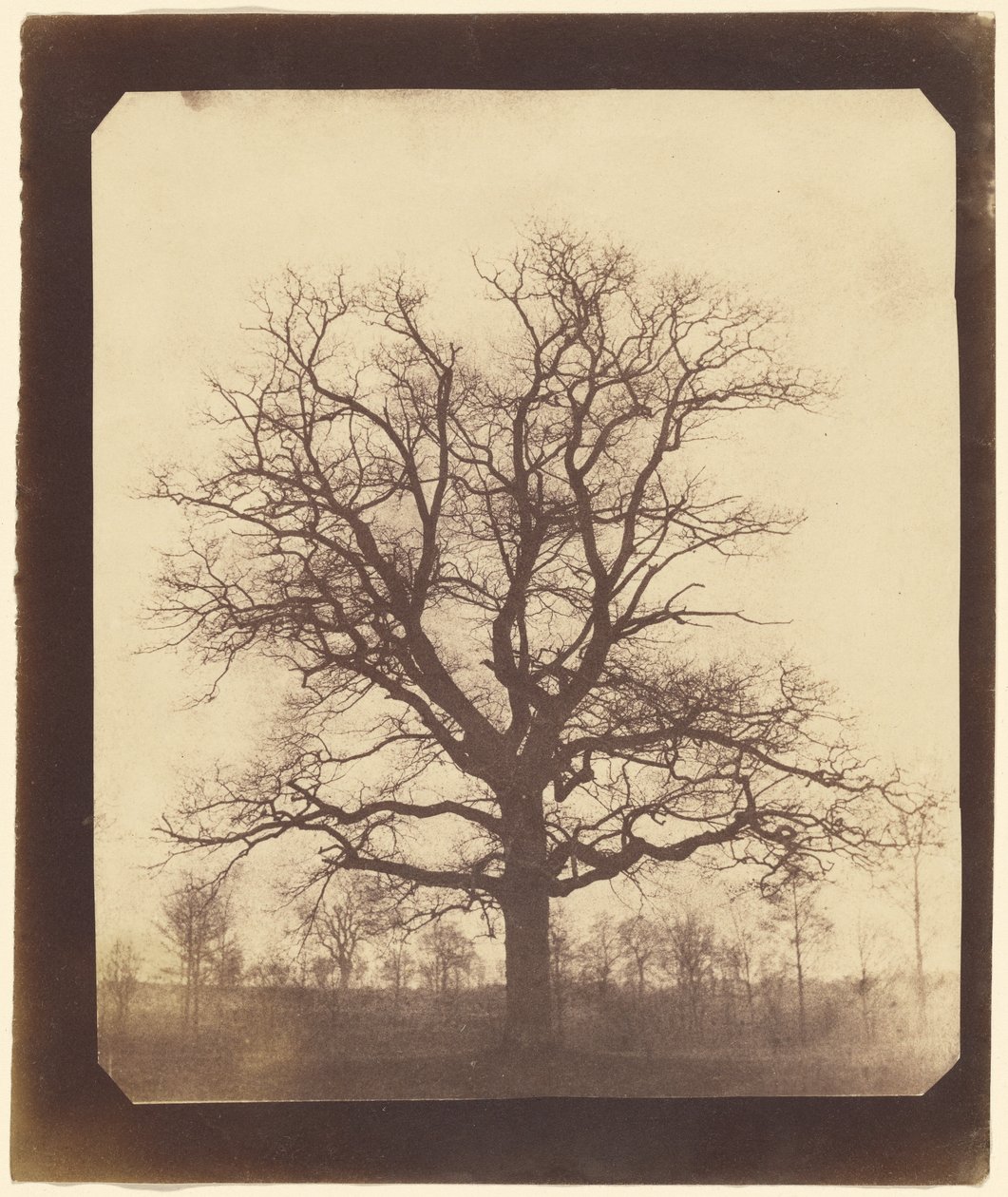 [Dub v zimě] od William Henry Fox Talbot