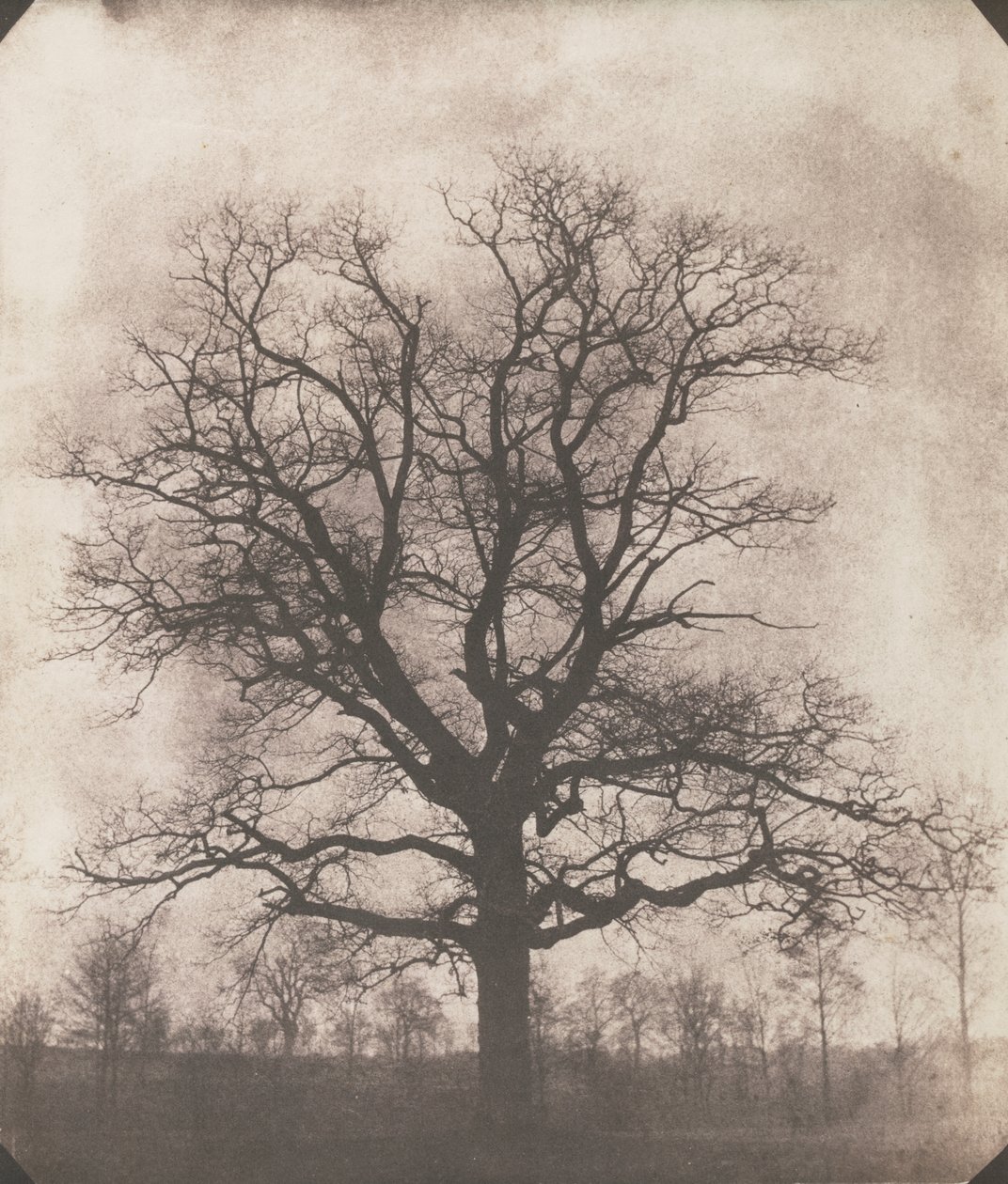 Dub v zimě, kolem 1892-93 (kalotyp negativní) od William Henry Fox Talbot