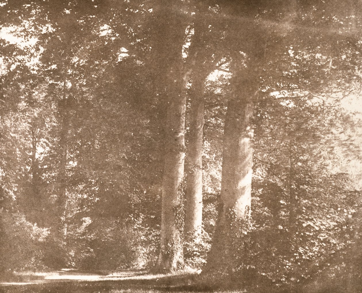 Beech Trees, Lacock Abbey, cca 1844 (sépiová fotografie) od William Henry Fox Talbot