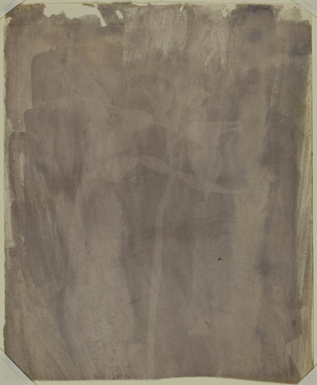 Botanický vzorek od William Henry Fox Talbot