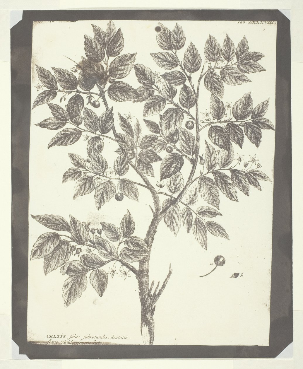 Kopie botanické rytiny "Celtis" od William Henry Fox Talbot