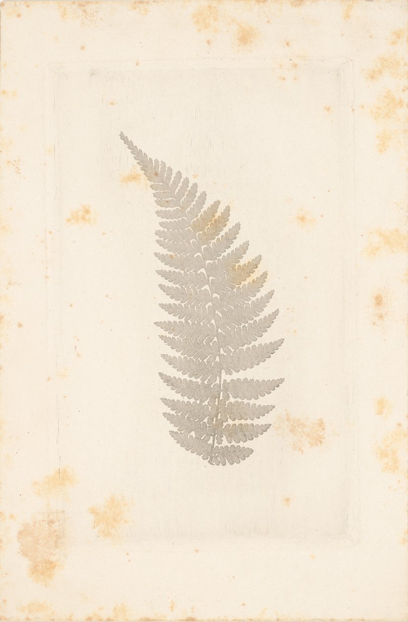 [Far] od William Henry Fox Talbot
