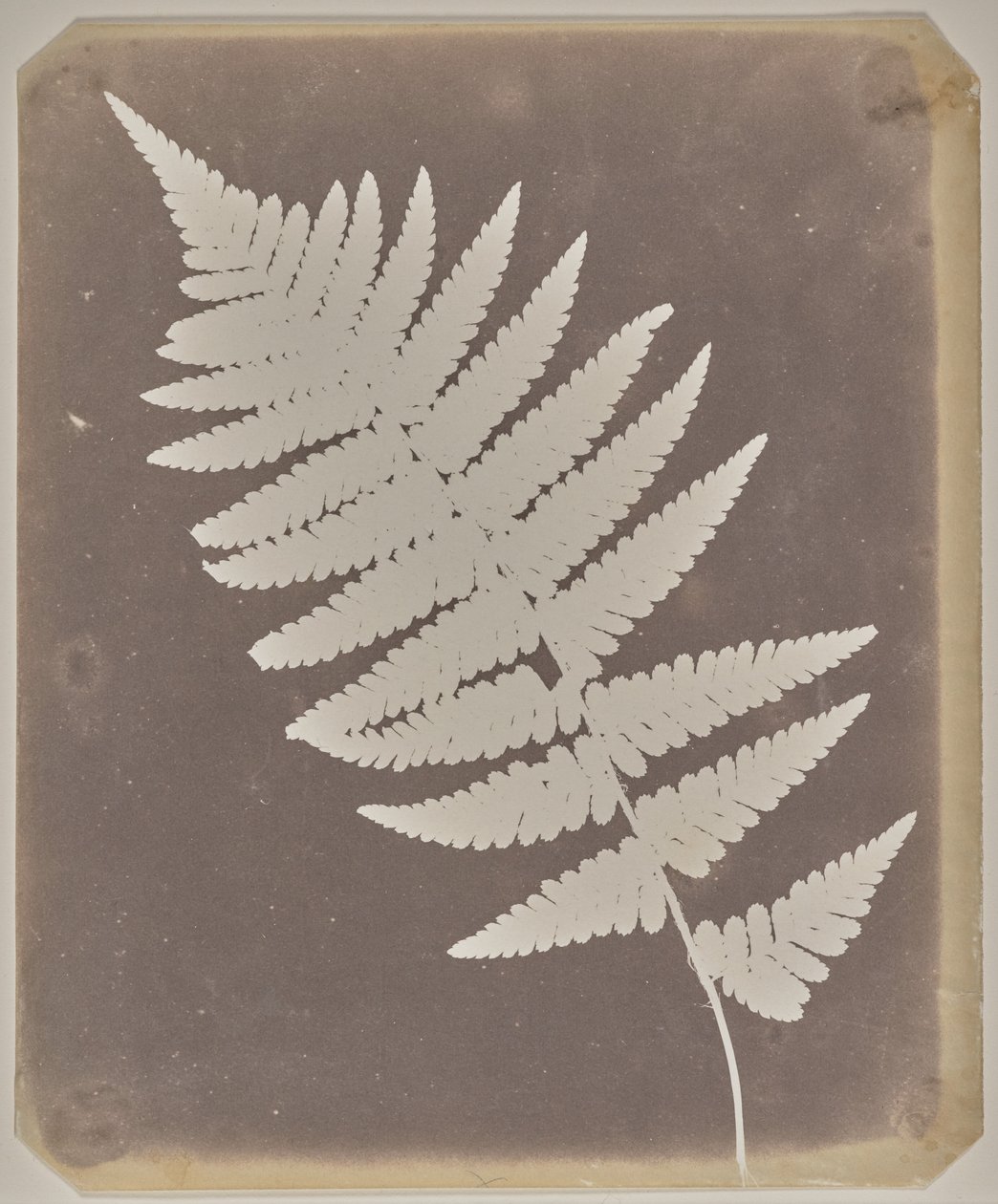 [Kapradina] od William Henry Fox Talbot