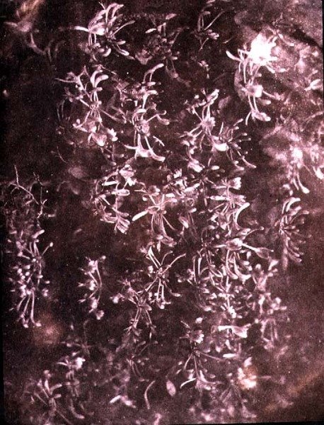 Zimolez, červen 1840 (sépiová fotografie) od William Henry Fox Talbot