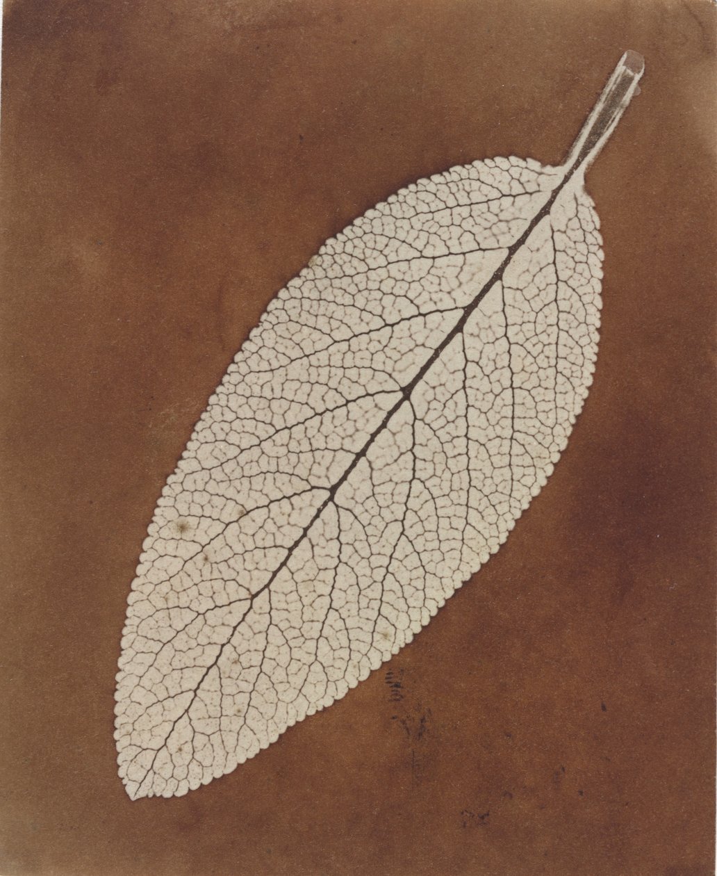 Studie listů,1839/1840 (foto) od William Henry Fox Talbot