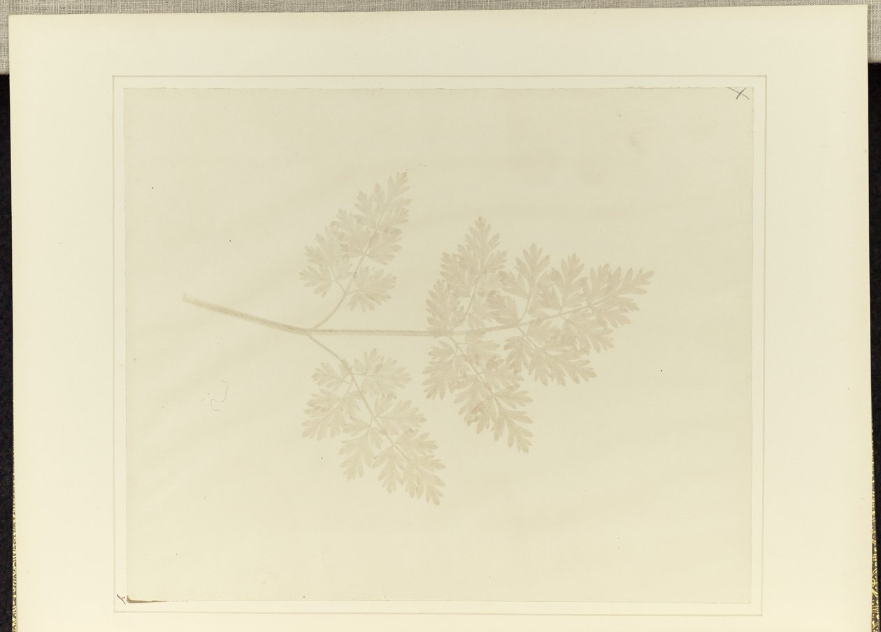 List rostliny od William Henry Fox Talbot