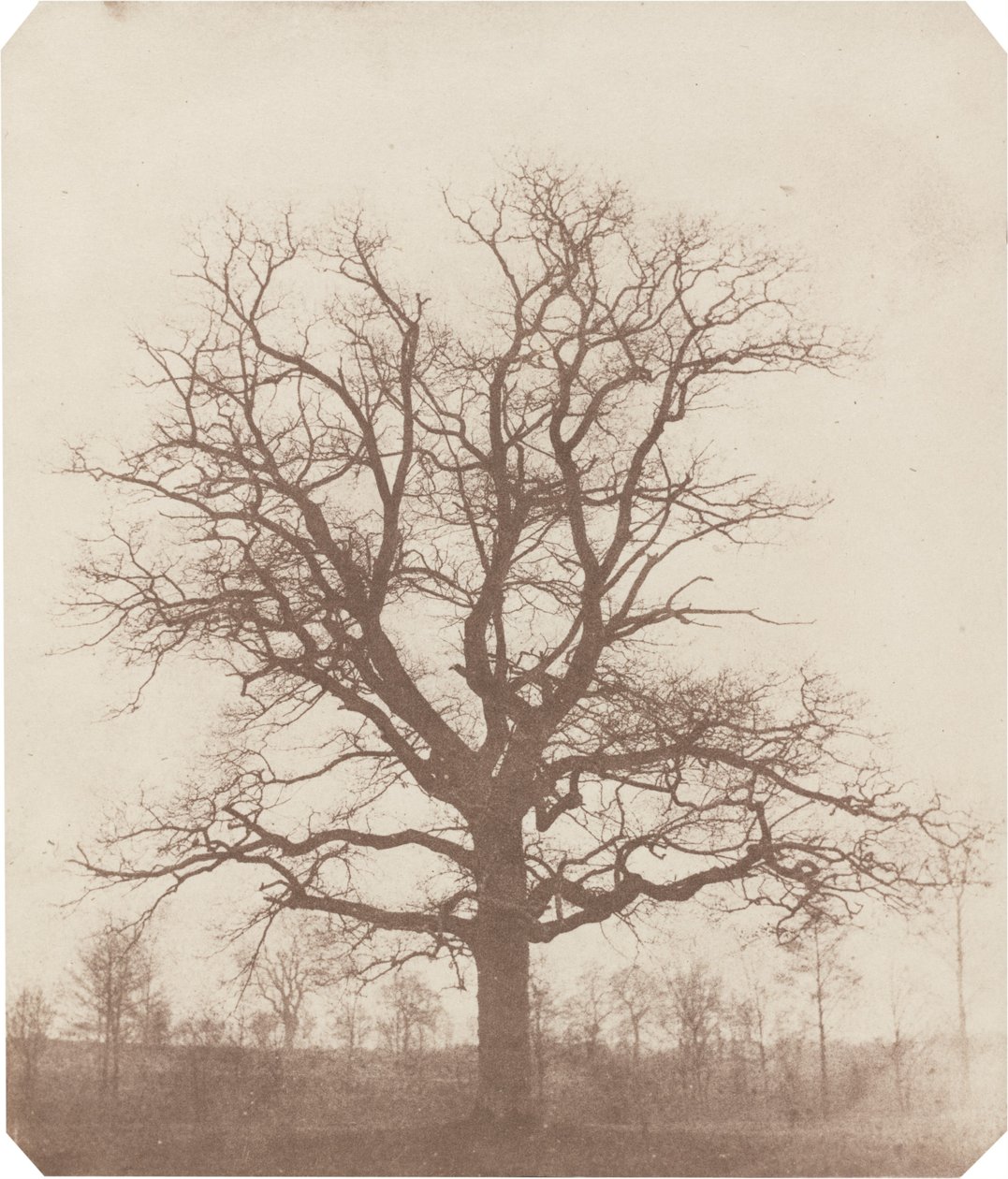 Dub od William Henry Fox Talbot