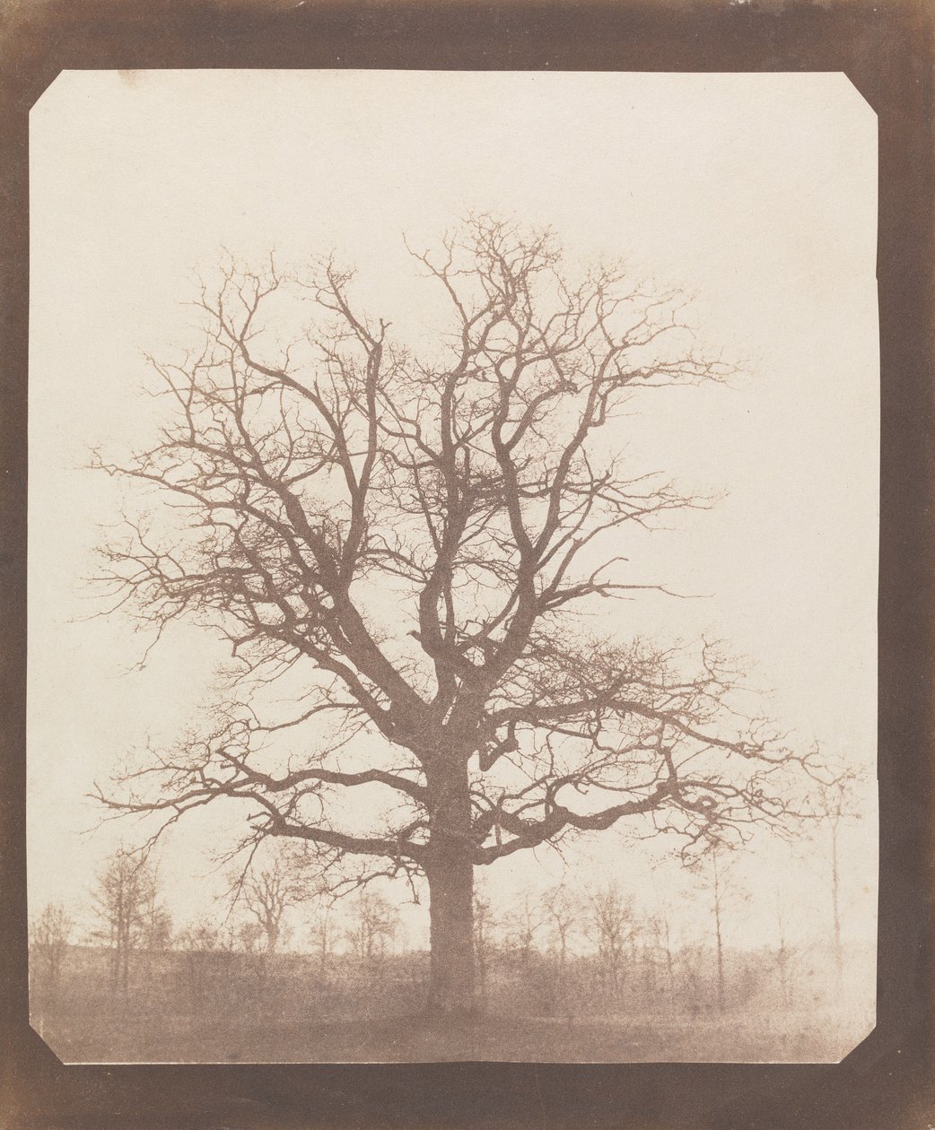 Dub v zimě od William Henry Fox Talbot