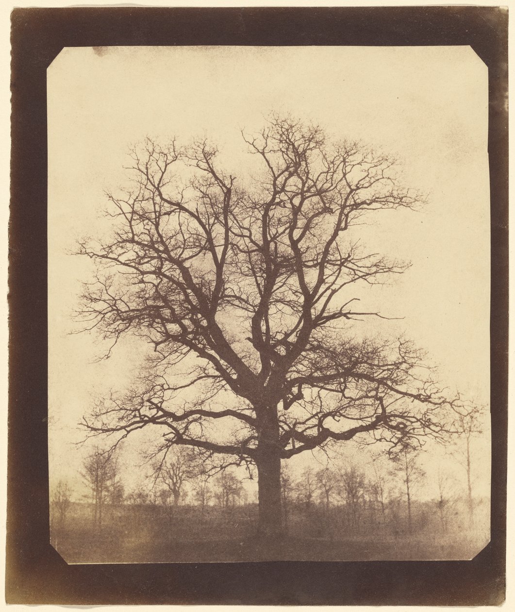 Dub v zimě od William Henry Fox Talbot